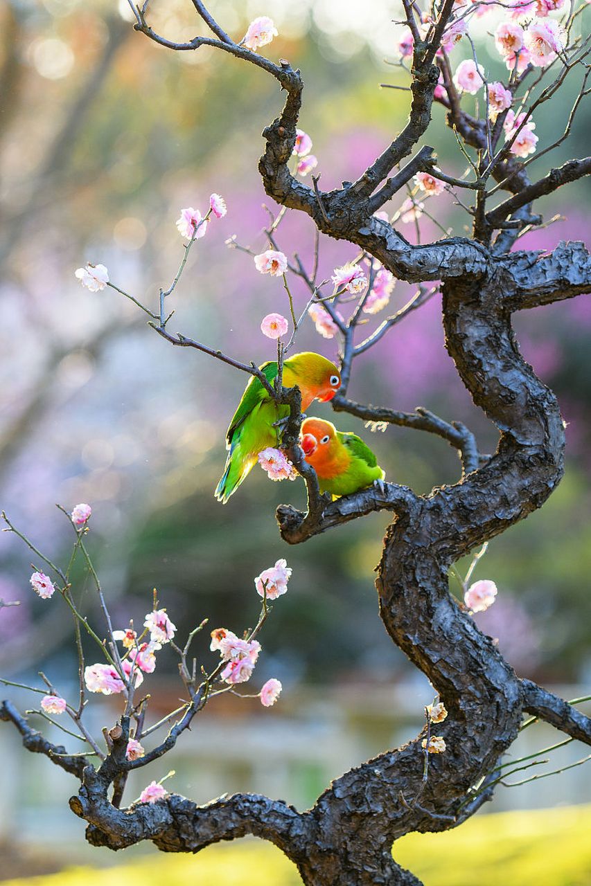 国内文旅# 【桃花鹦鹉图】鲜艳的桃花与绚丽的鹦鹉相互辉映,犹如一幅