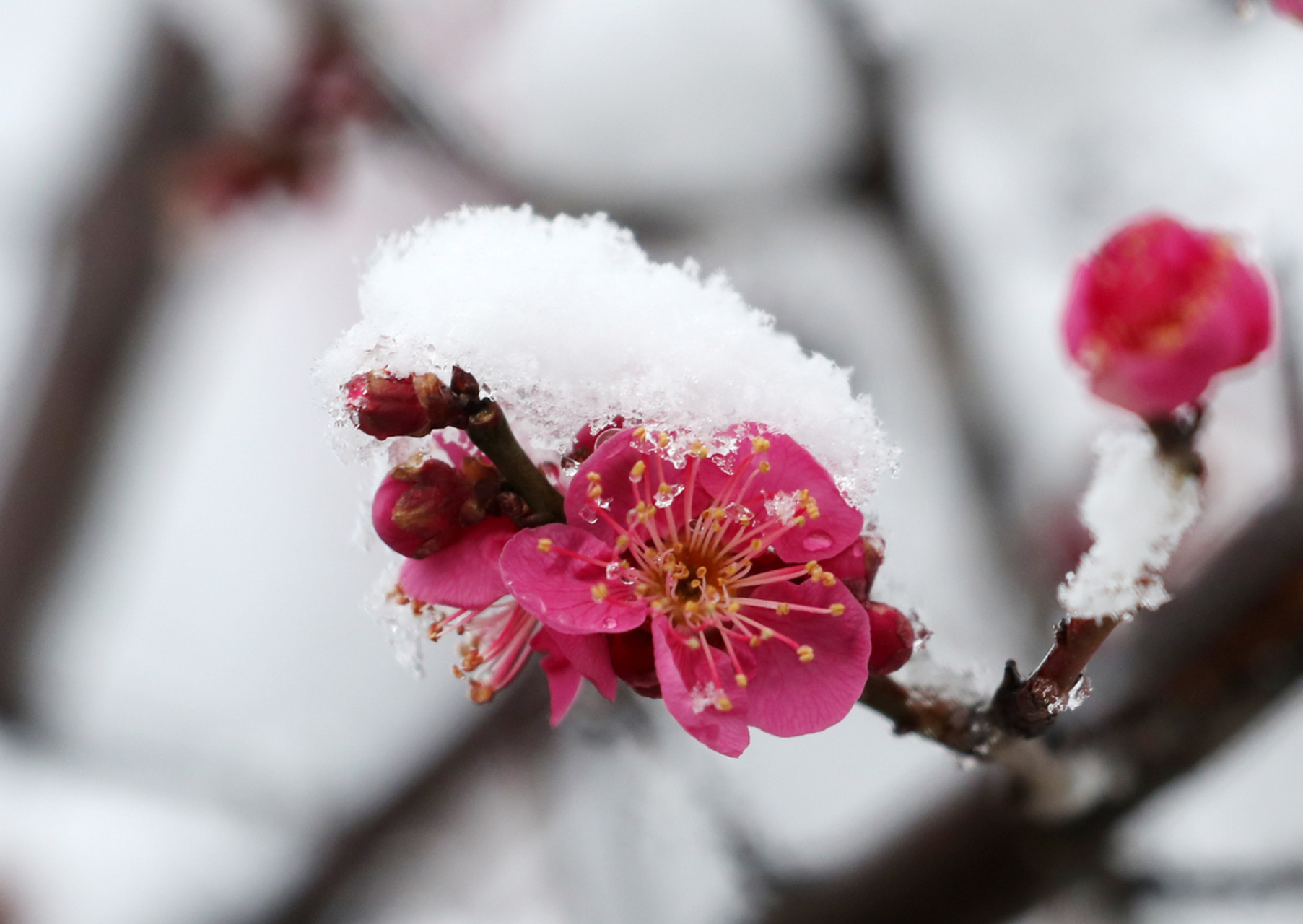 追求是小溪日夜奔流到壮阔的大海;追求是梅花傲雪,不畏严寒,从容开放