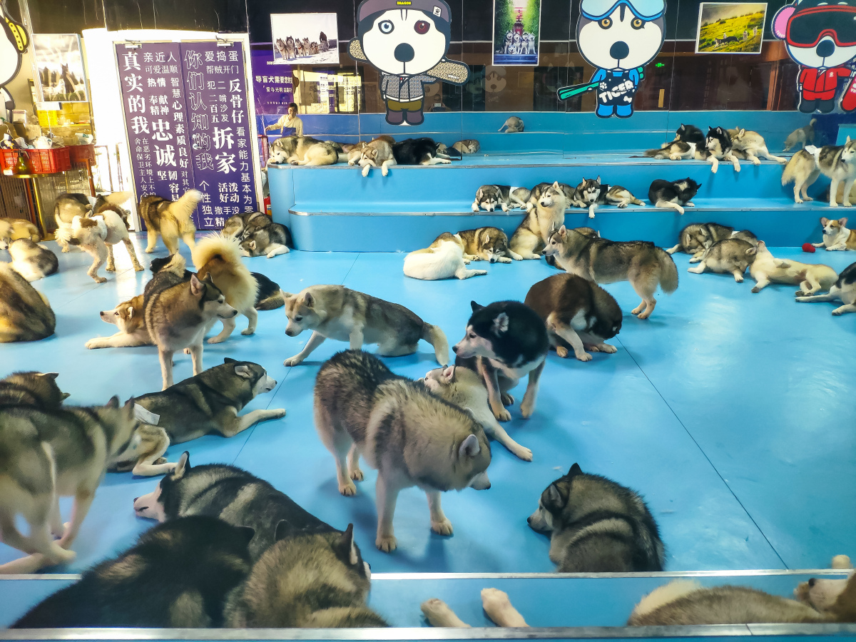 如何训练哈士奇变得更温顺?