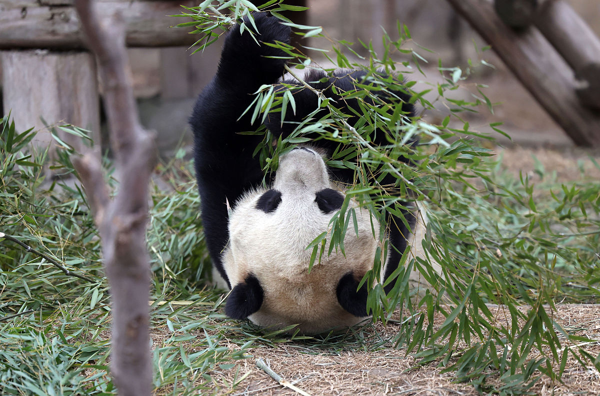 江苏南通森林野生动物园:大熊猫的腊八盛宴