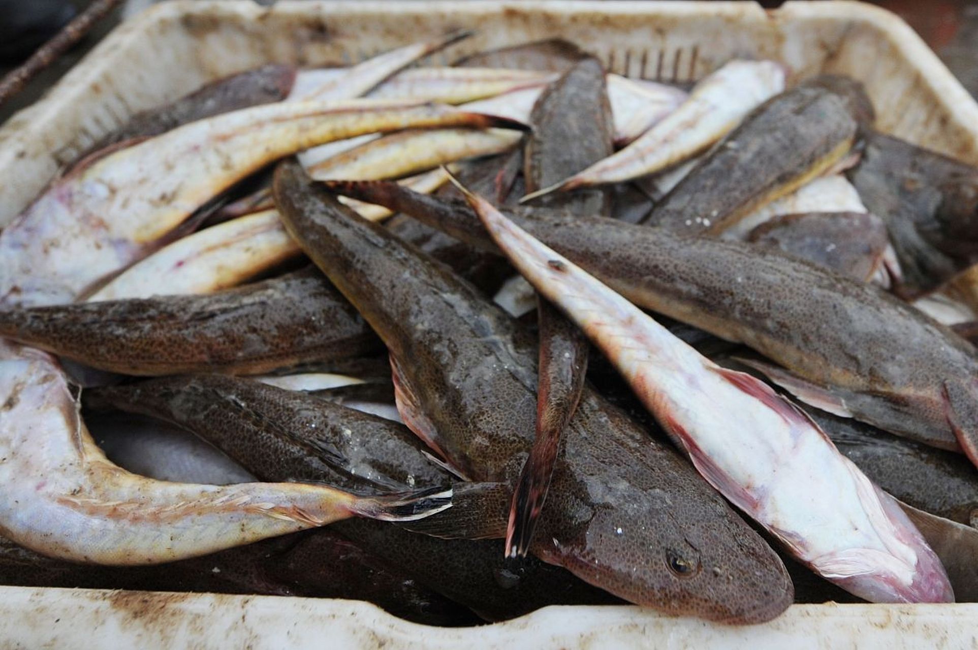 知识创作挑战赛# 江门春节年货特产之:台山鳗鱼.