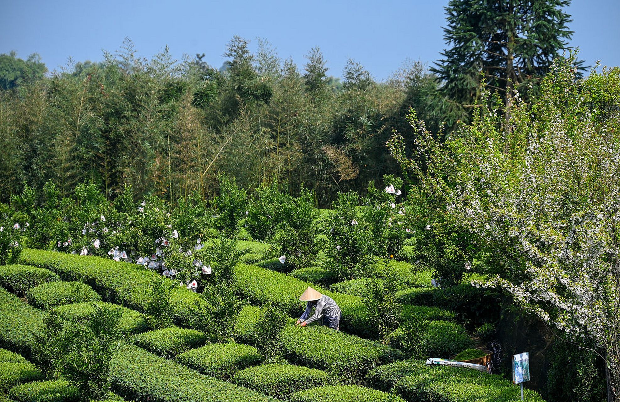 成佳茶乡,位于成都市蒲江县的成佳镇,是一处集自然风光,人文底蕴与茶