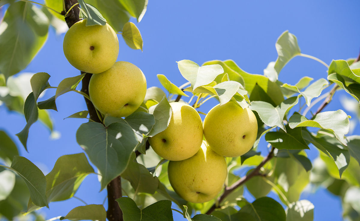 "梨"的常见英文表达有"pear"或"pyrus".例如:  i like to eat pears.