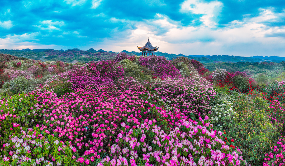 贵州毕节杜鹃花海图片图片