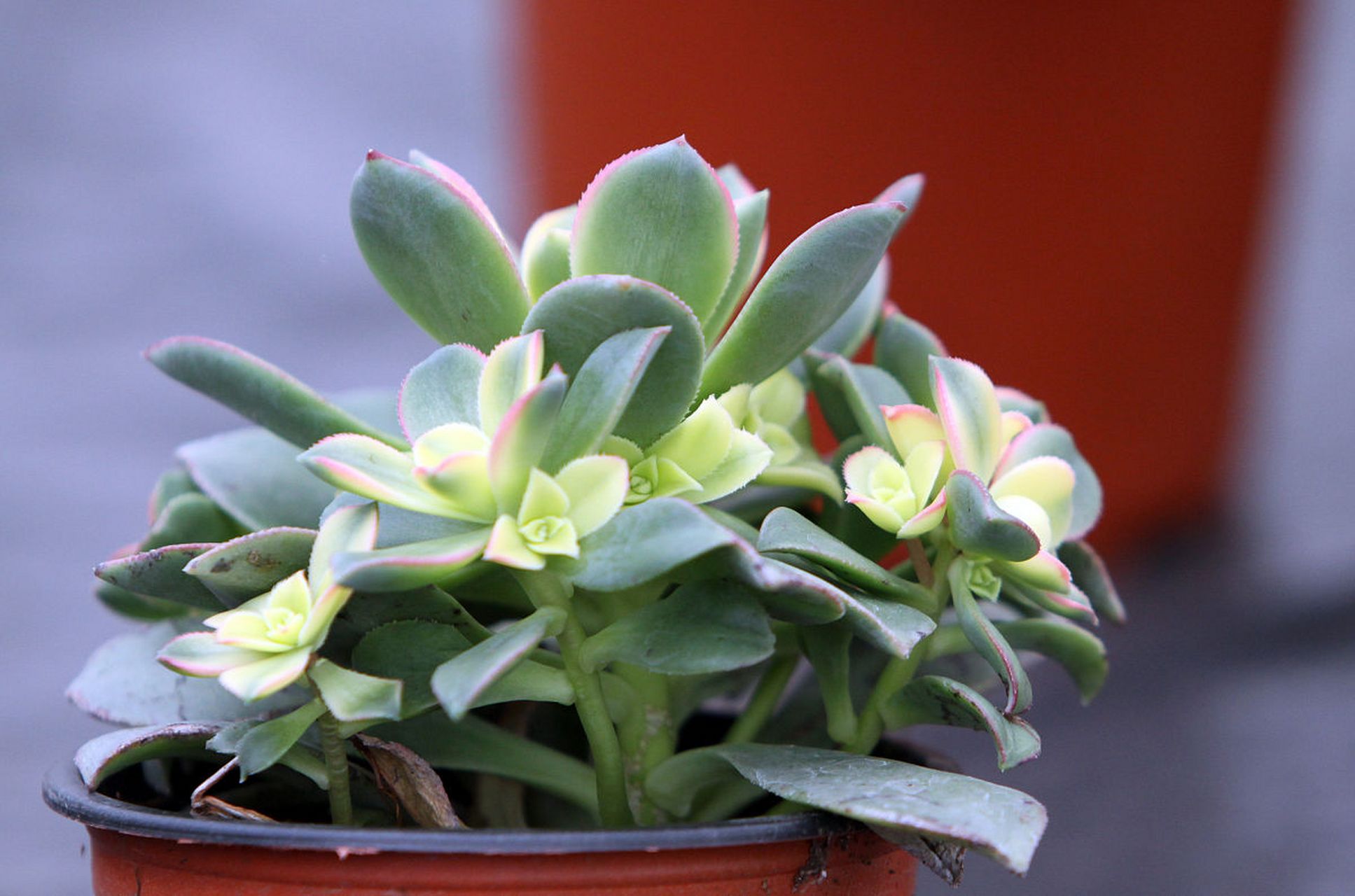 [原文:玉树几年才能开花]