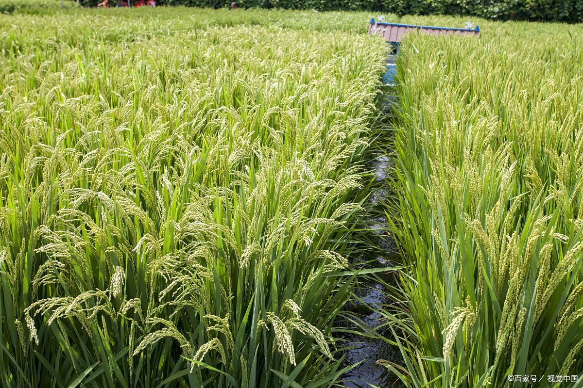 军育10号水稻品种介绍# 军育10号水稻品种,是我国军事科学院军事医学