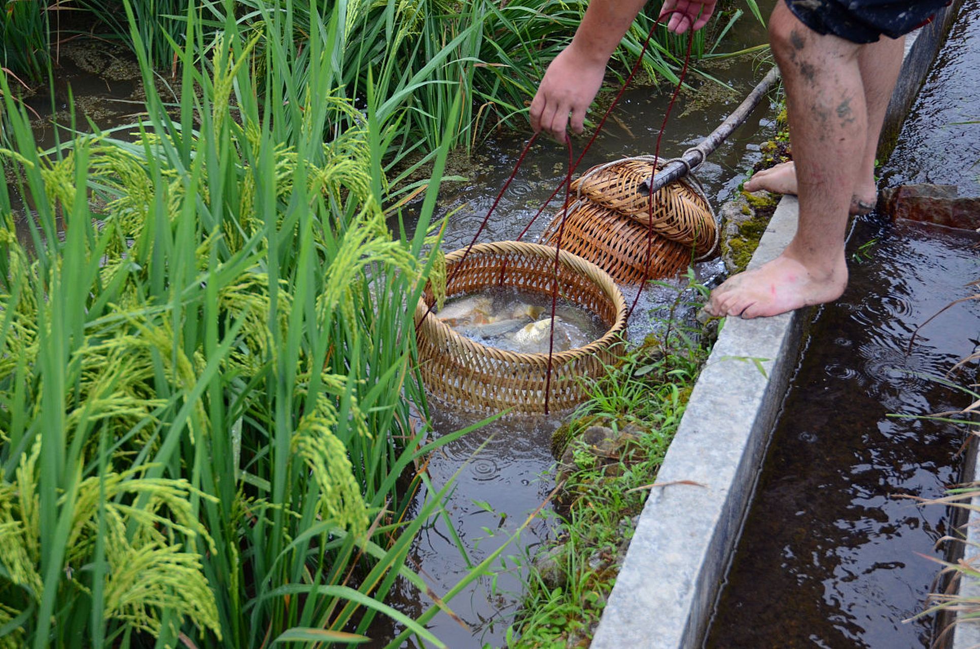 以前很火的「#秋实之美# 稻田养鱼」现在没有农民愿意干了? 就没几个