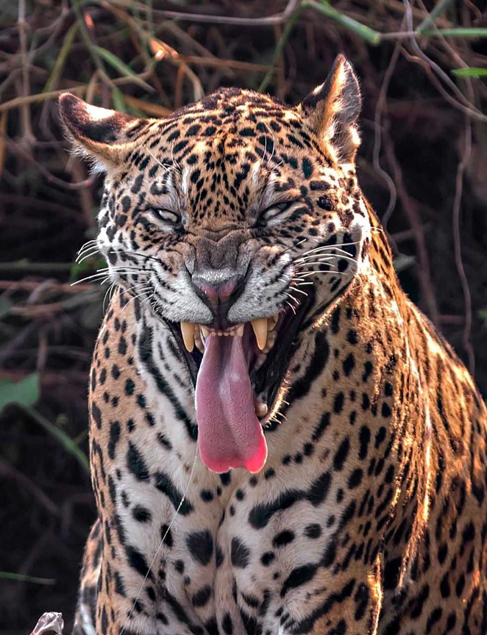 尼罗鳄vs美洲豹,谁会更胜一筹?