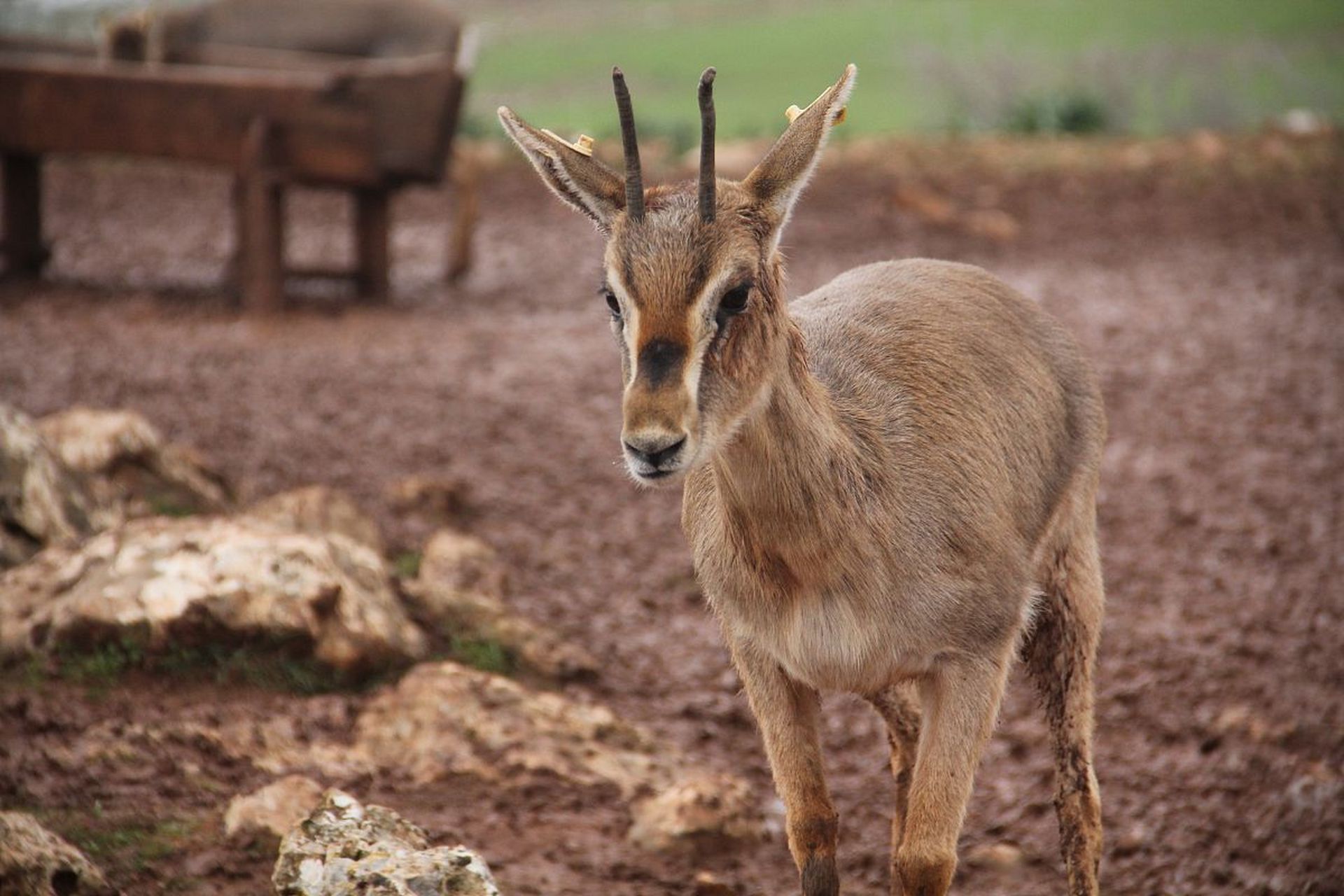头上有犄角身后有尾巴,我是一只小瞪羚～ #动物趣图