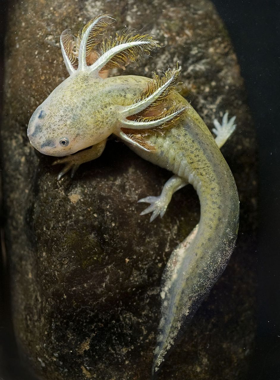 男子携40条蝾螈8条蛇3只蜥蜴入境  深圳湾海关又双叒叕发现了一批"异