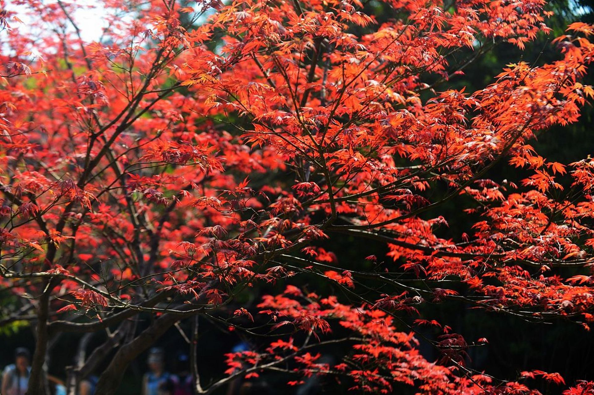 锦山自然生态风景区图片