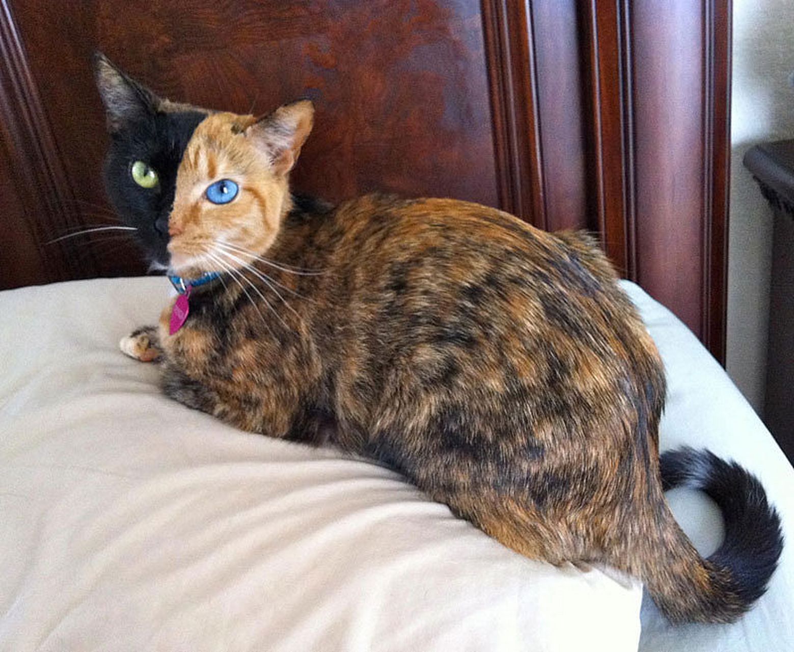 [原文:玳瑁猫是哪个