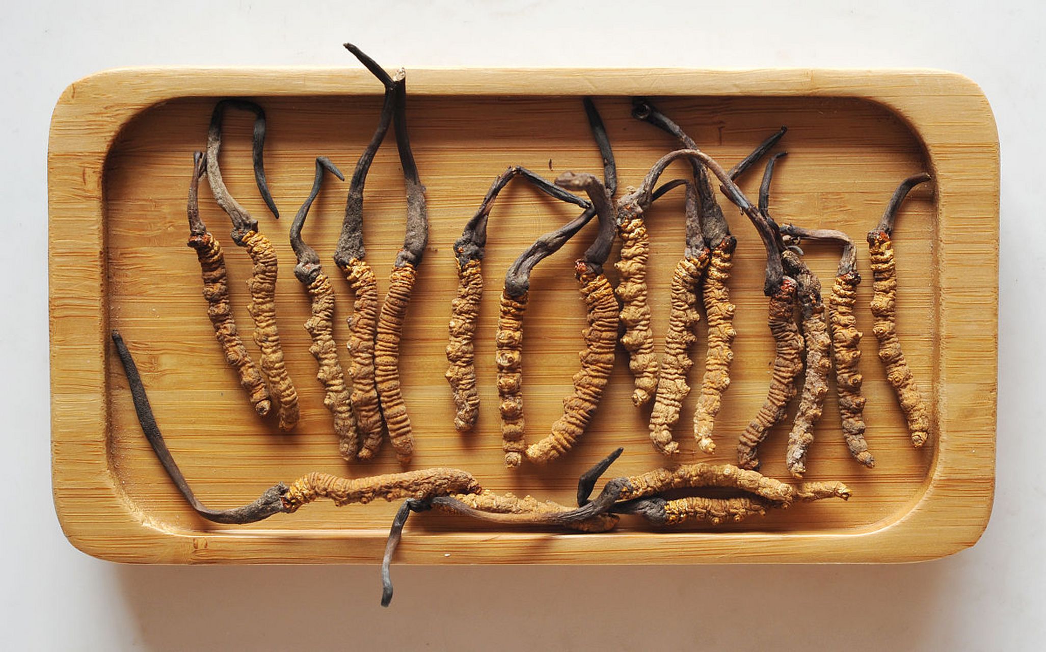 冬虫夏草是麦角菌科真菌冬虫夏草菌寄生在蝙蝠蛾科昆虫幼虫上形成的