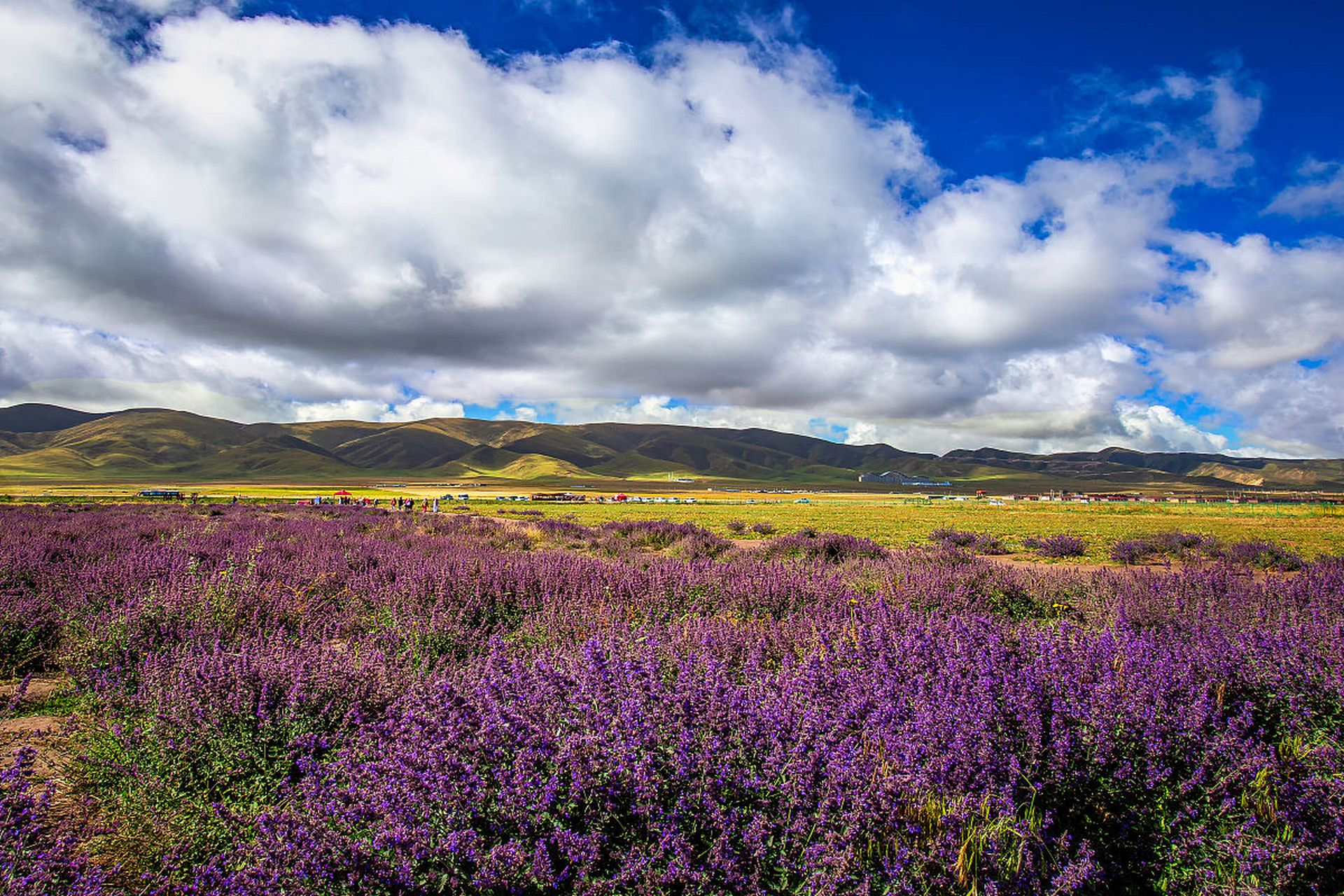 奇遇那拉提#春季是到新疆花海那拉提最好的时节.