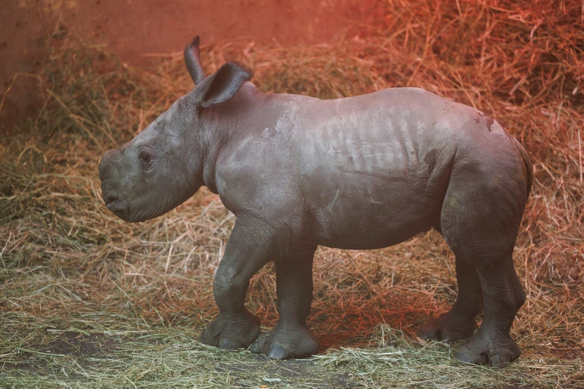 野生犀牛在中国古代绝迹之谜#历史#    犀牛是一种热带动物,今天在