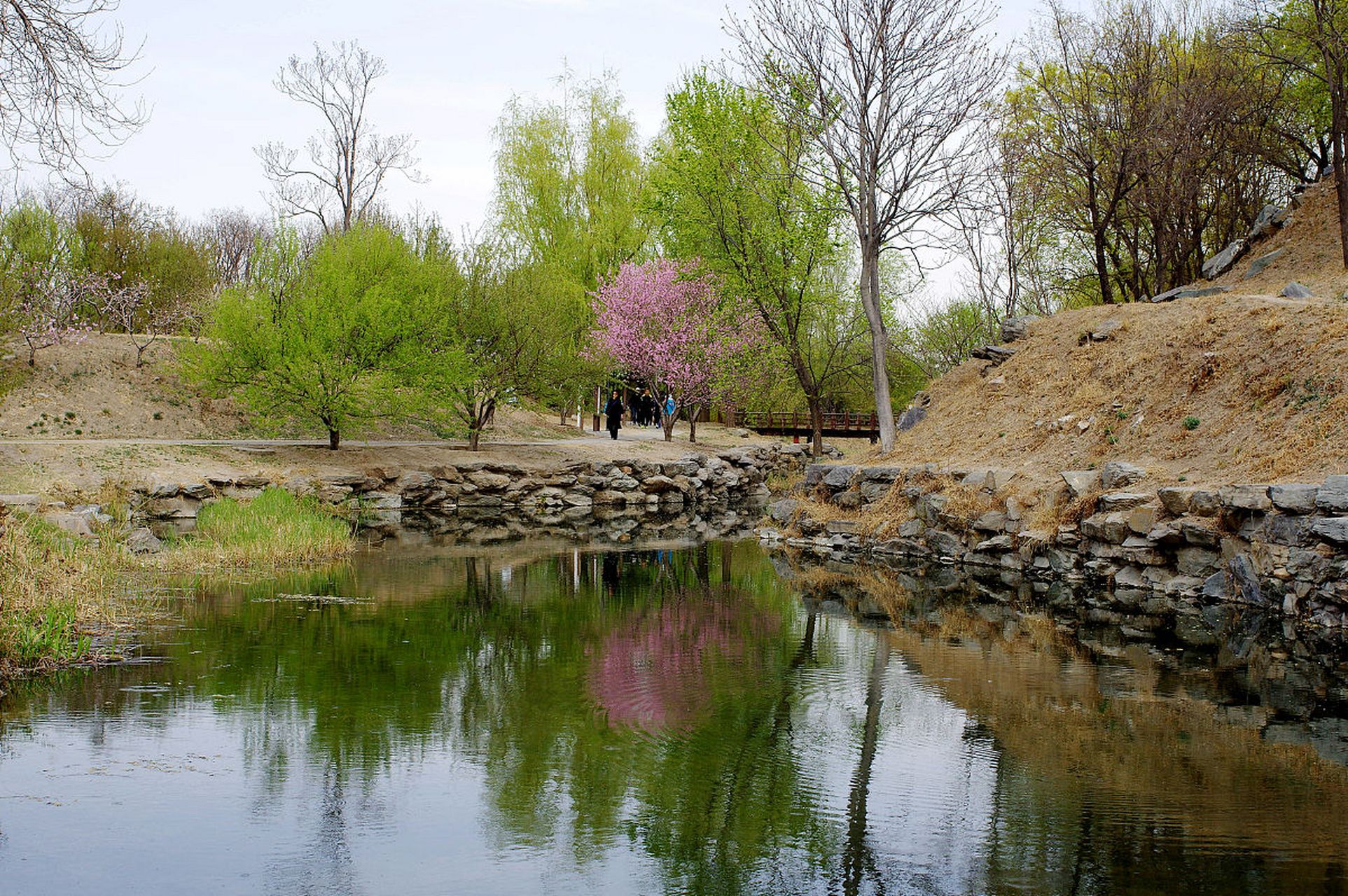 镜头里的春天# 春天的井陉矿区的杏花沟生态公园,作为矿区的"城市