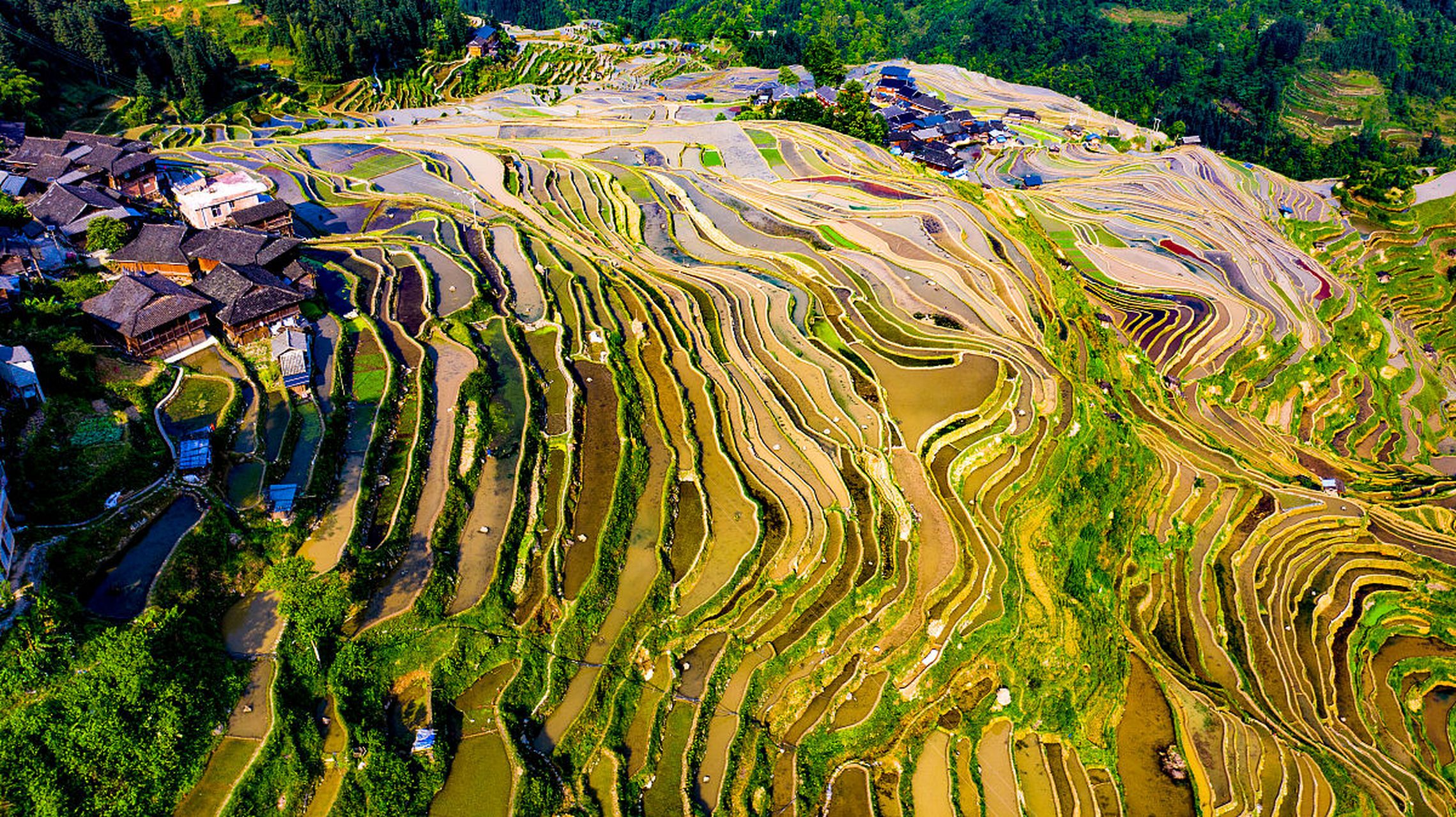 【黔东南加榜梯田的秋——金色波浪里的诗意时光】  从晨曦中醒来