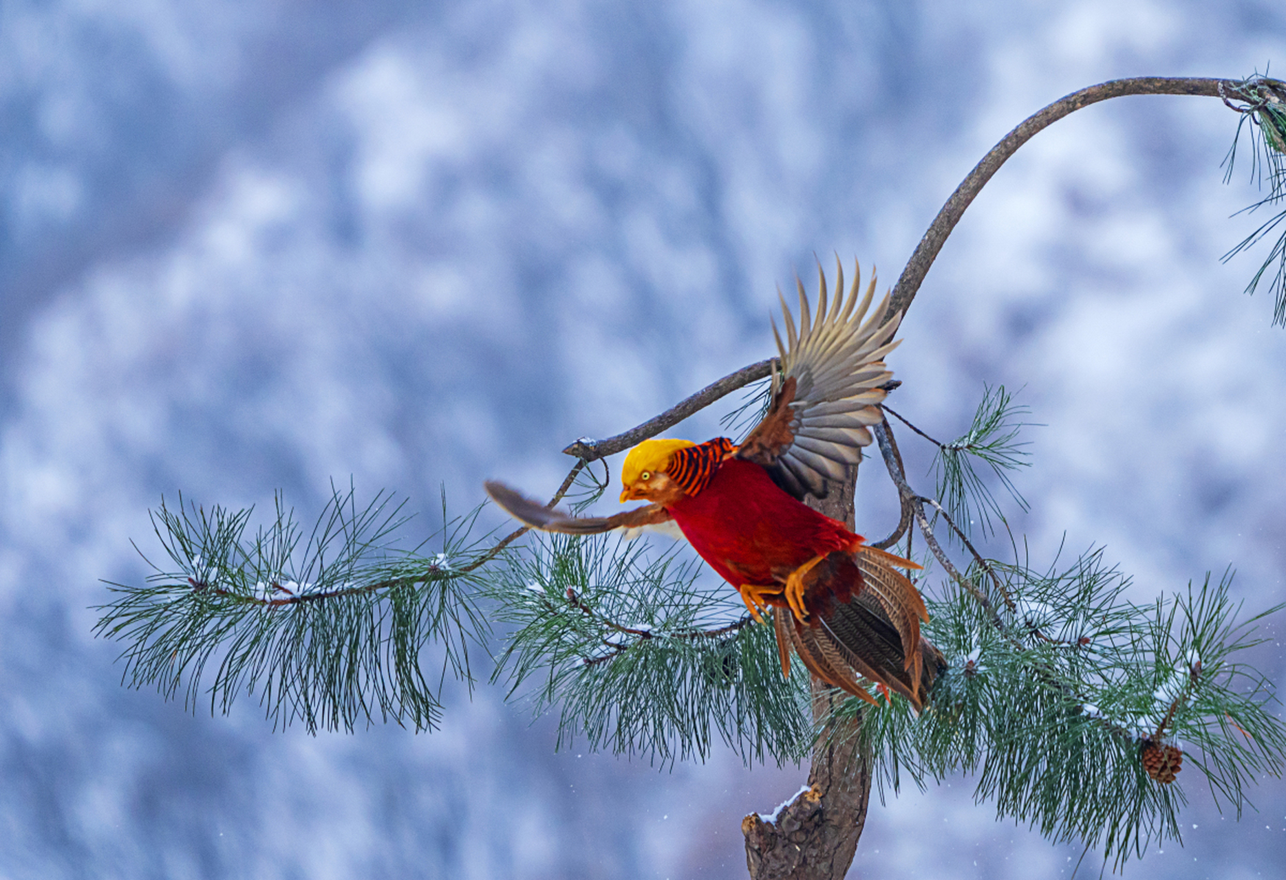 红腹锦鸡是中国特有的珍稀鸟类,同时也是国家二级保护动物,分布于多个