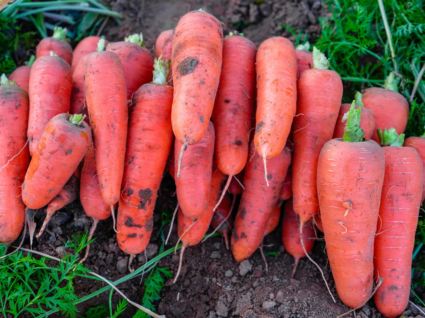 胡萝卜,又称红萝卜或甘荀,是伞形科胡萝卜属二年生草本植物.