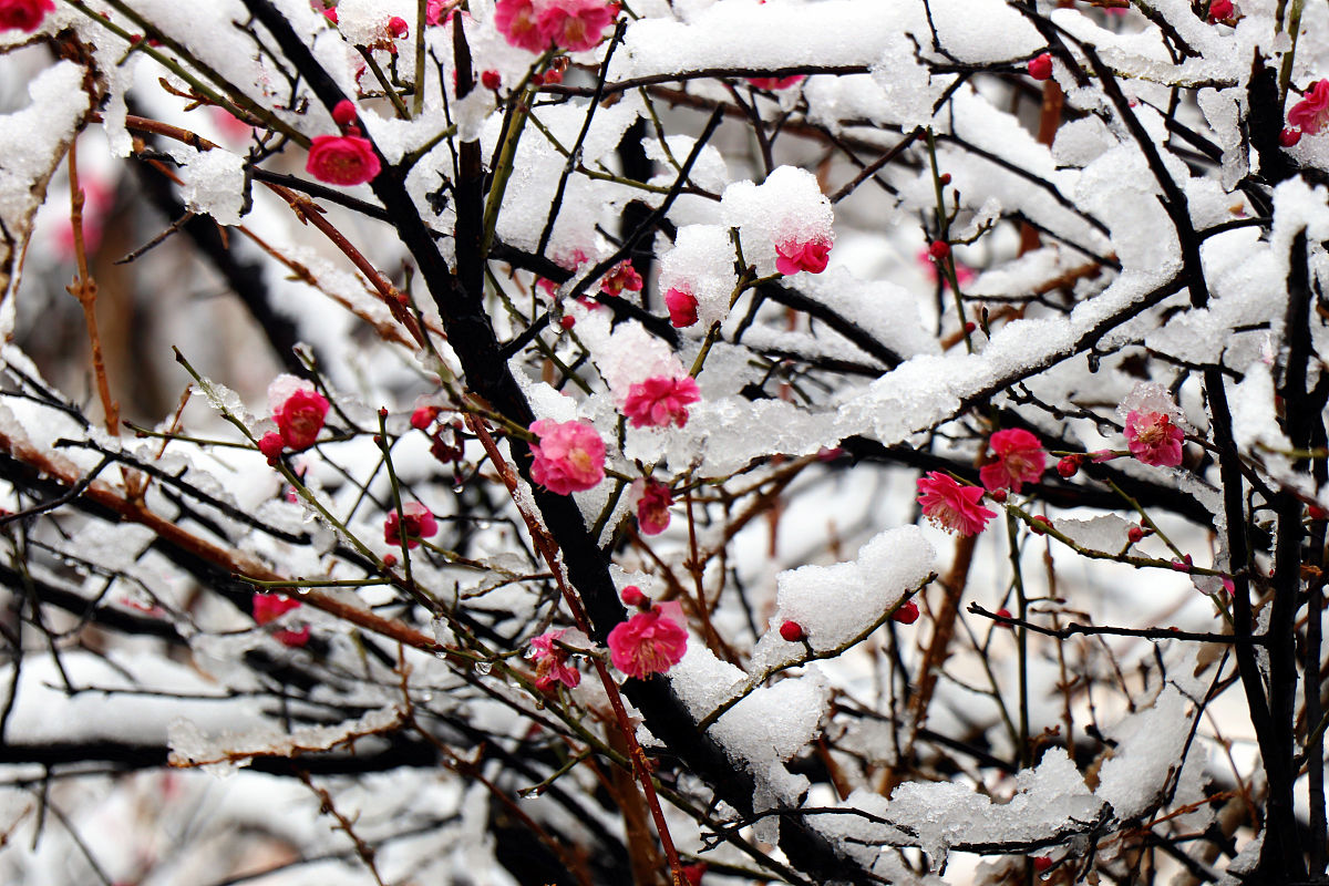 雪梅花诗词九首:昨夜天寒着雪貂,素衣粉面几多娇
