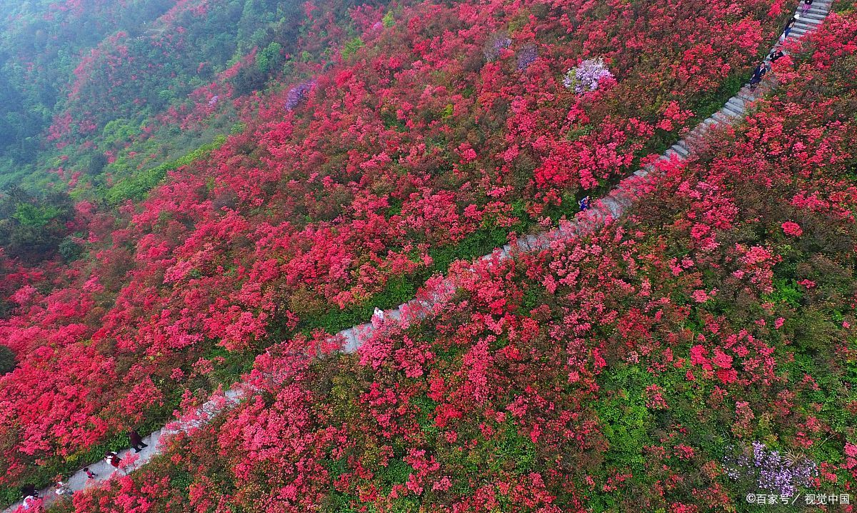 杜鹃山简介图片