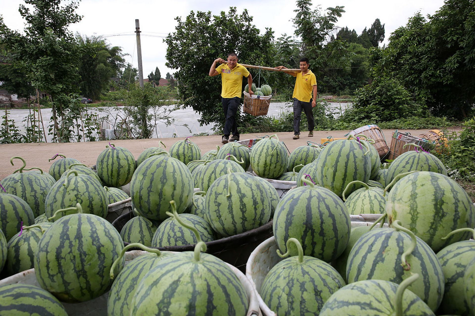 北京特产# 大兴西瓜,作为北京市大兴区的特产,早已享有"中国西瓜之乡