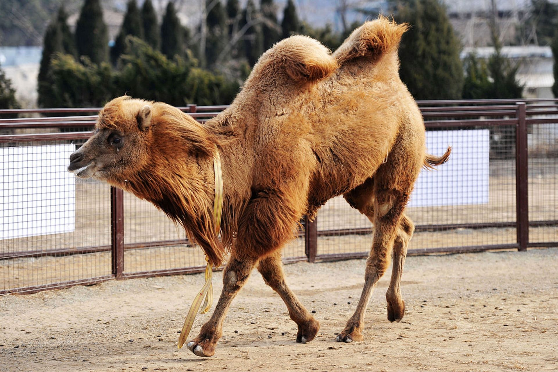温顺的双峰骆驼#动物趣图