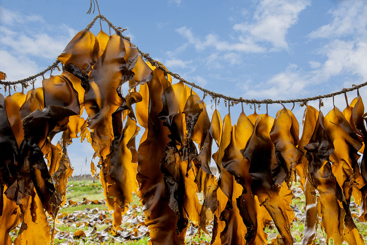 裙带菜和海带有什么不一样?看完之后就能分辨清楚