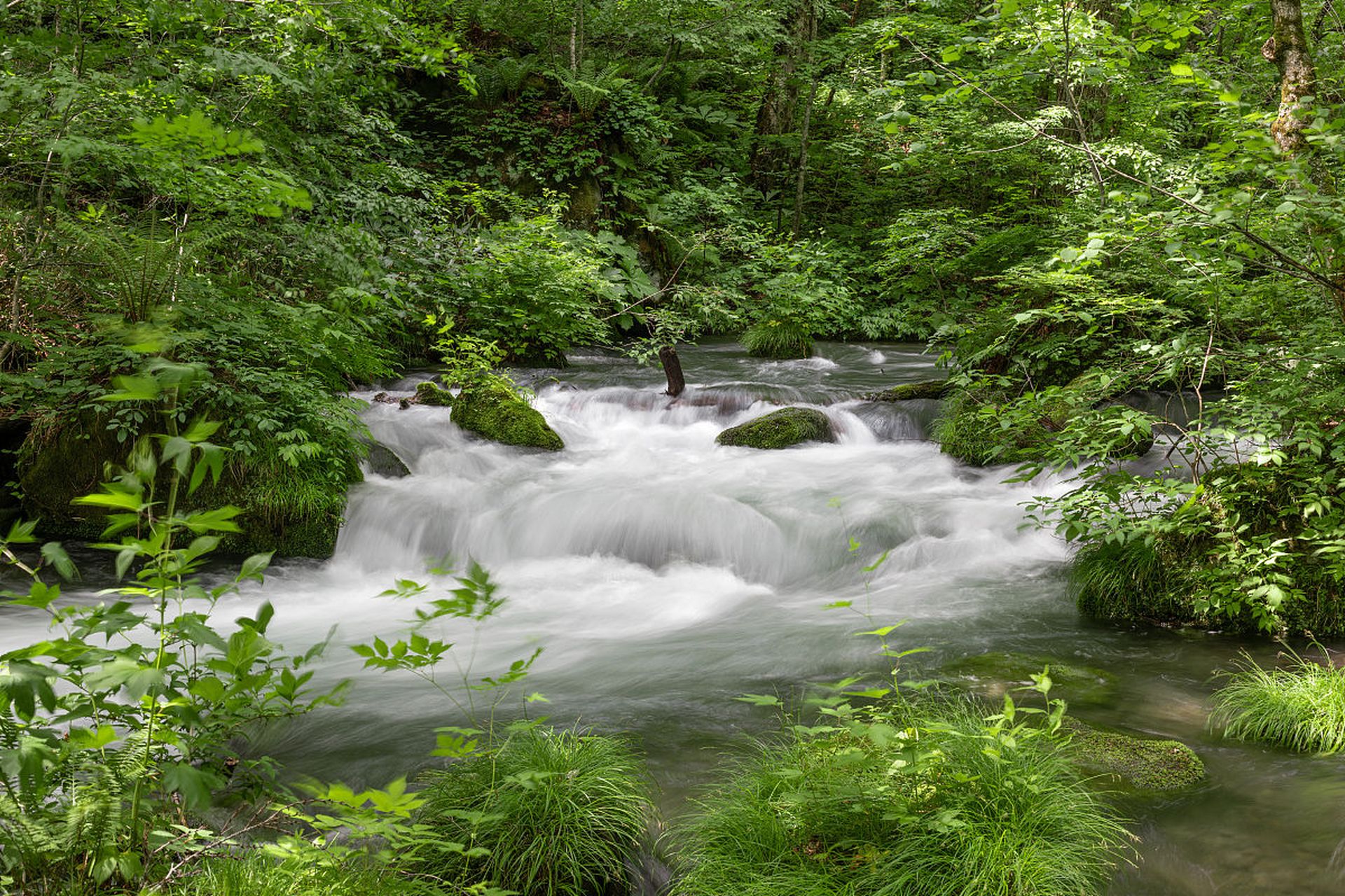 溪流清澈见底,小鱼在水中游弋,给人一种生机盎然的感觉.