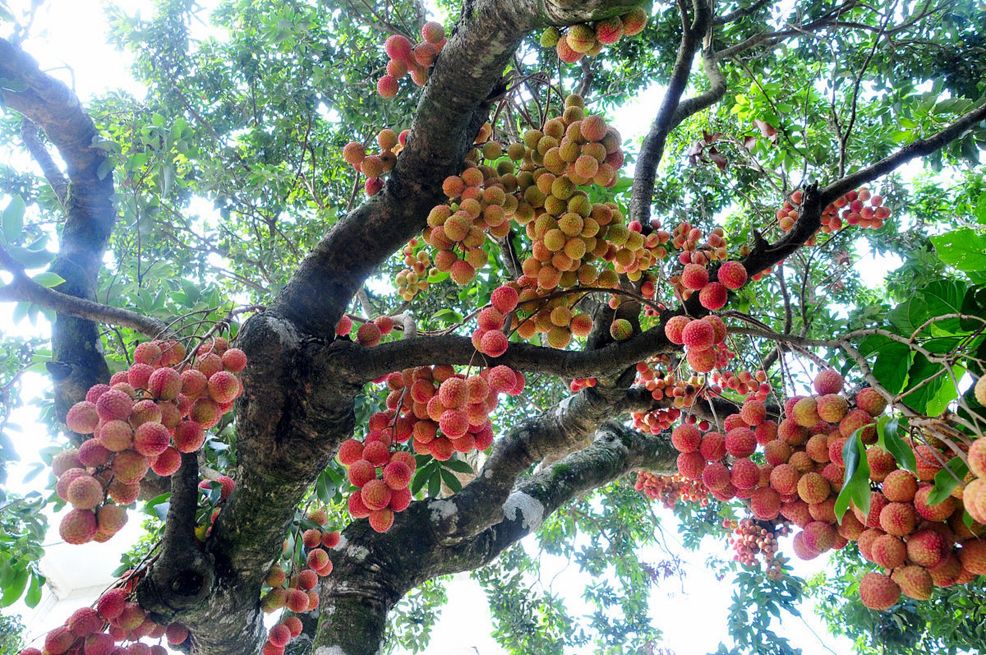 探秘千年古树:940多岁的"状元红"荔枝树 在中国广东省的某个古老村落