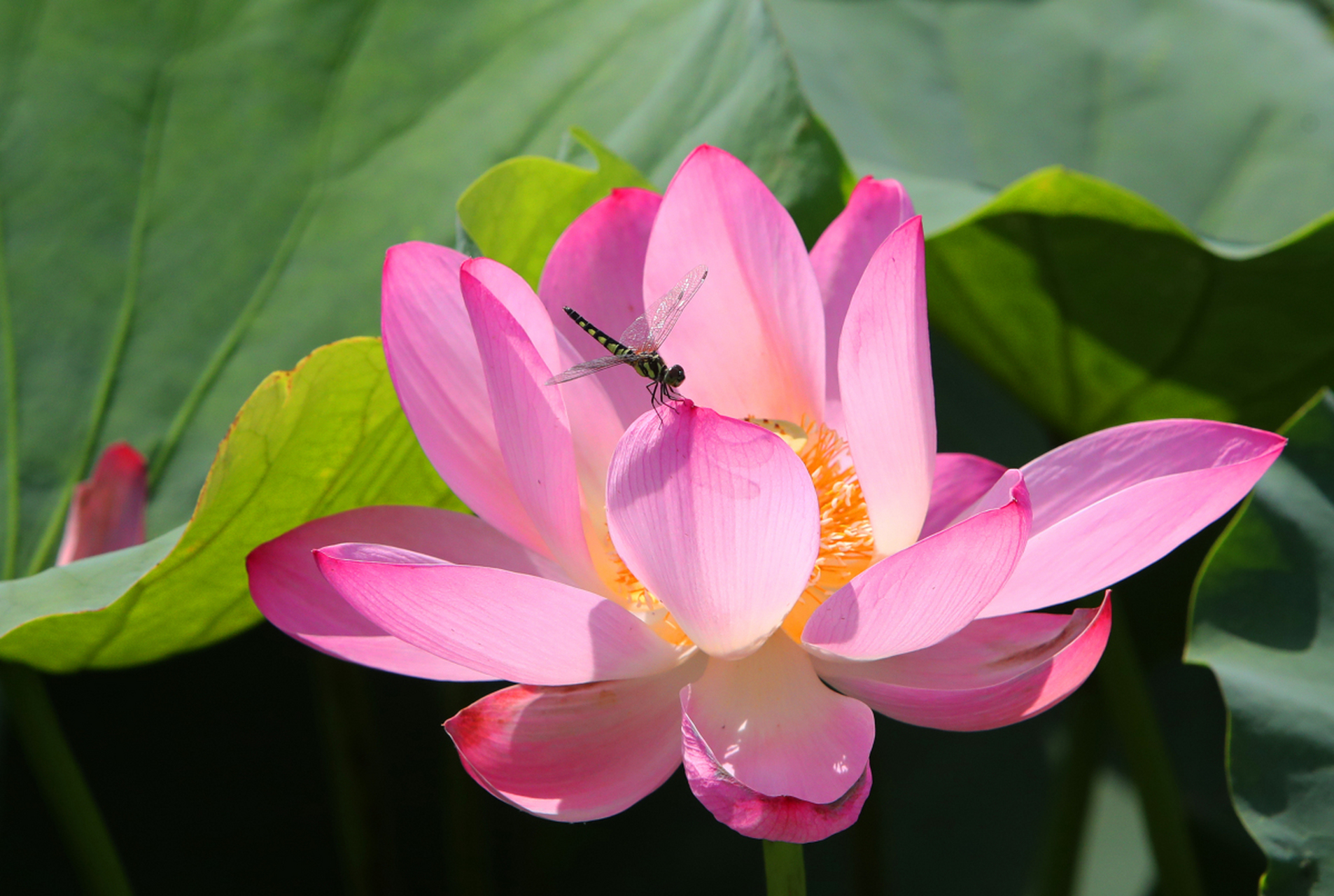 " 蜻蜓静立荷花上,受用香风不肯飞 .