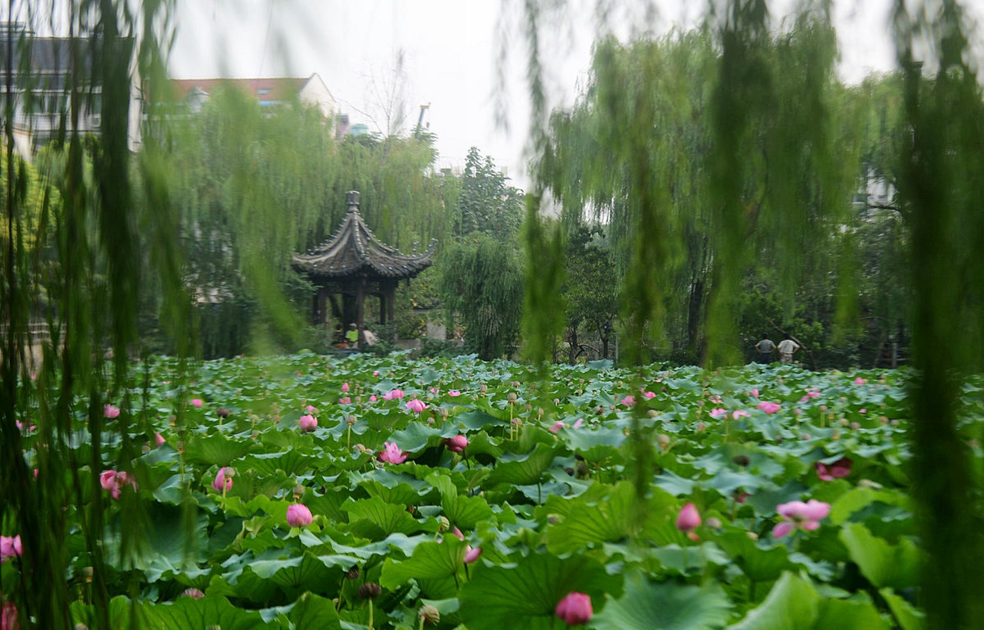 扬州荷花池公园:夏日荷花的盛宴  94 夏日炎炎,每当提到扬州荷花池