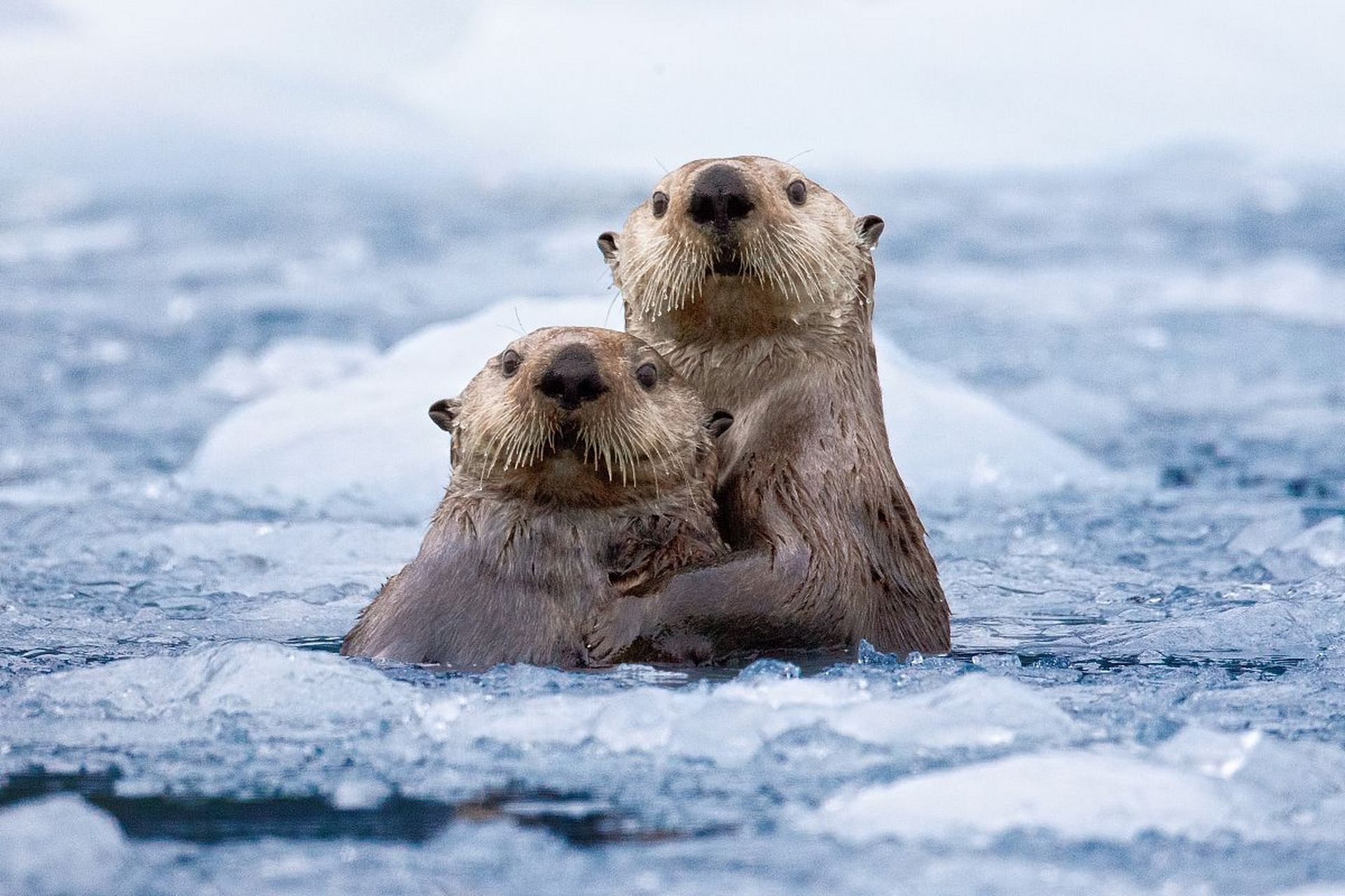 海獭真是太可爱了,海獭主要生活在大海,真是特别可爱,看在海獭动物园