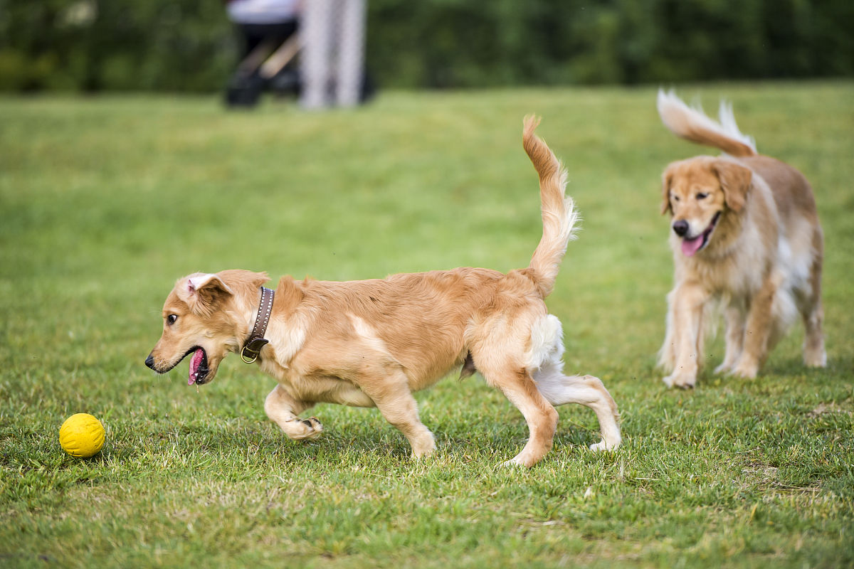 金毛犬如何训练,这6种技巧需要学会