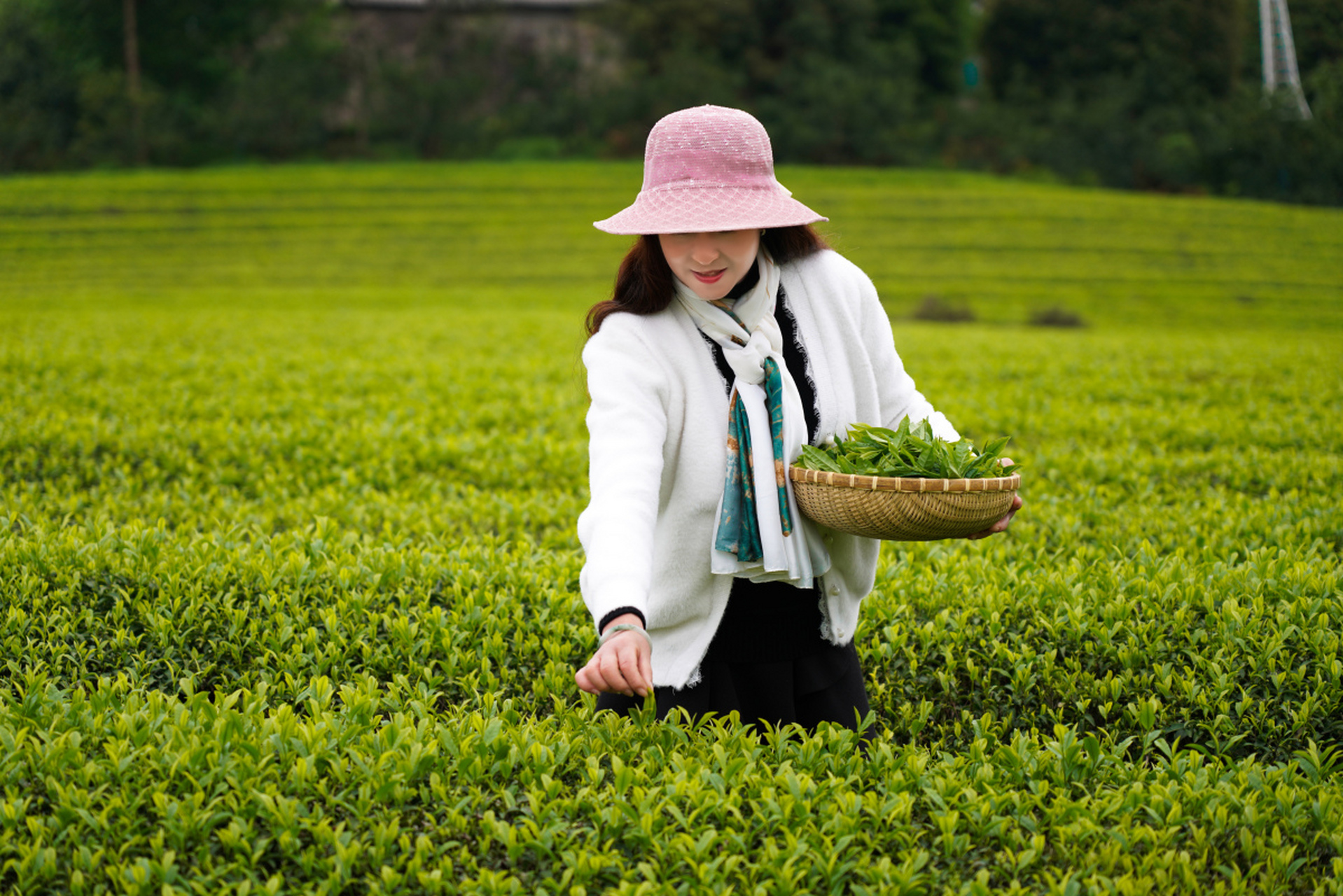 绿茶采取茶树的新叶或芽,未经发酵,经杀青,整形,烘干等工艺而制作的