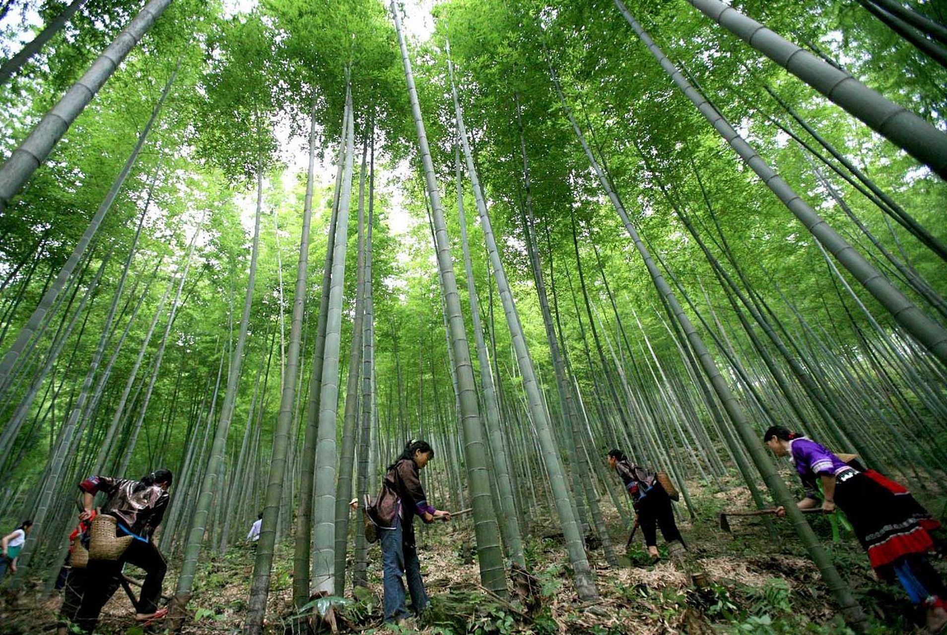 盘县大洞竹海图片