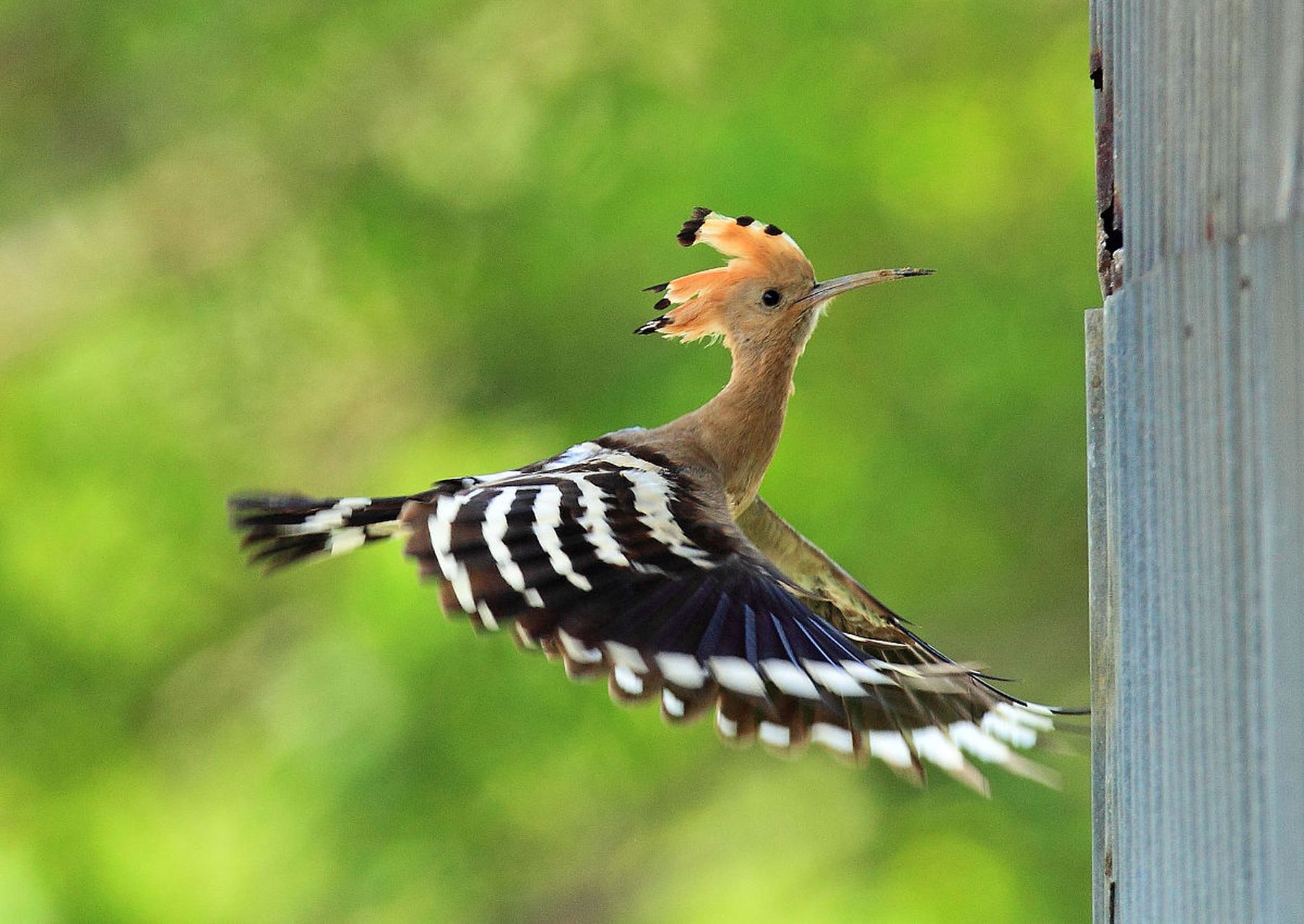 戴胜鸟,常被称为鸡冠鸟或胡哱哱等,是一种美丽而独特的鸟类,具有引人