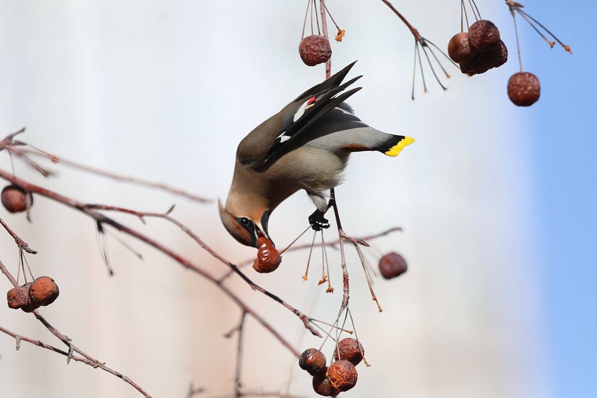 鸟啄果子树叹气