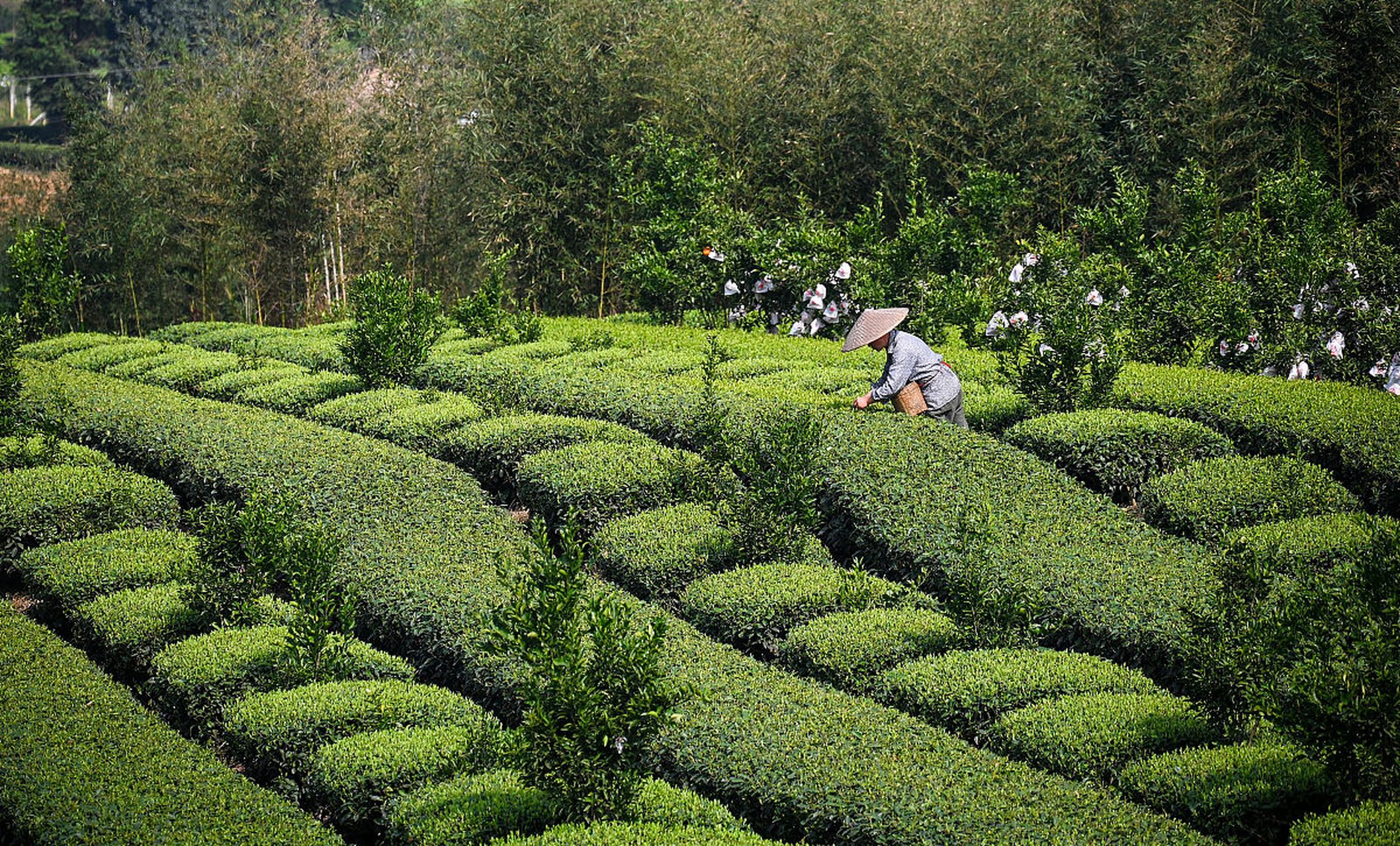 成佳茶乡,这一美丽的称呼,代表着位于成都市蒲江县的成佳镇