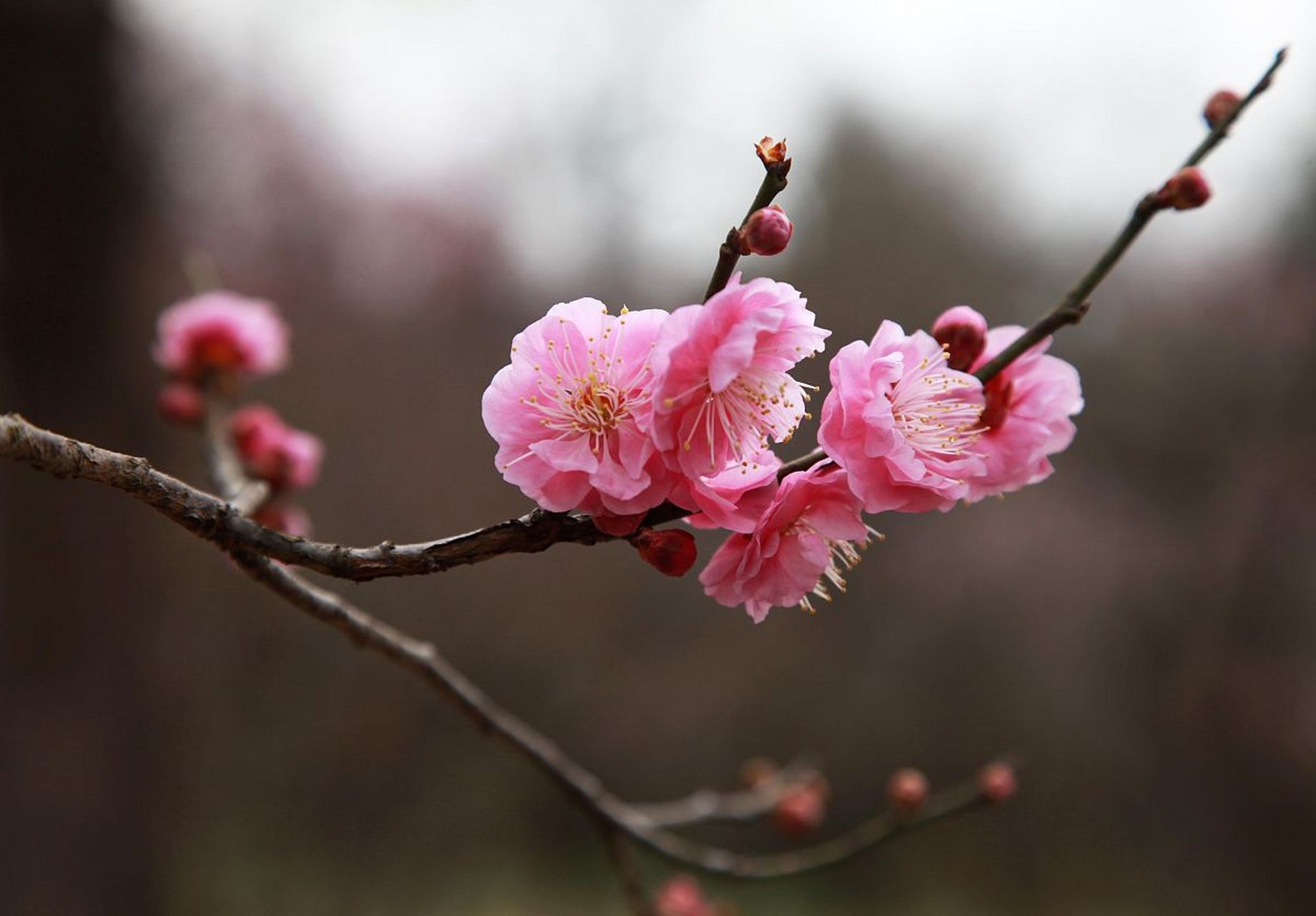 每日读一首诗词,今天读一首唐代诗人罗邺的《梅花》.