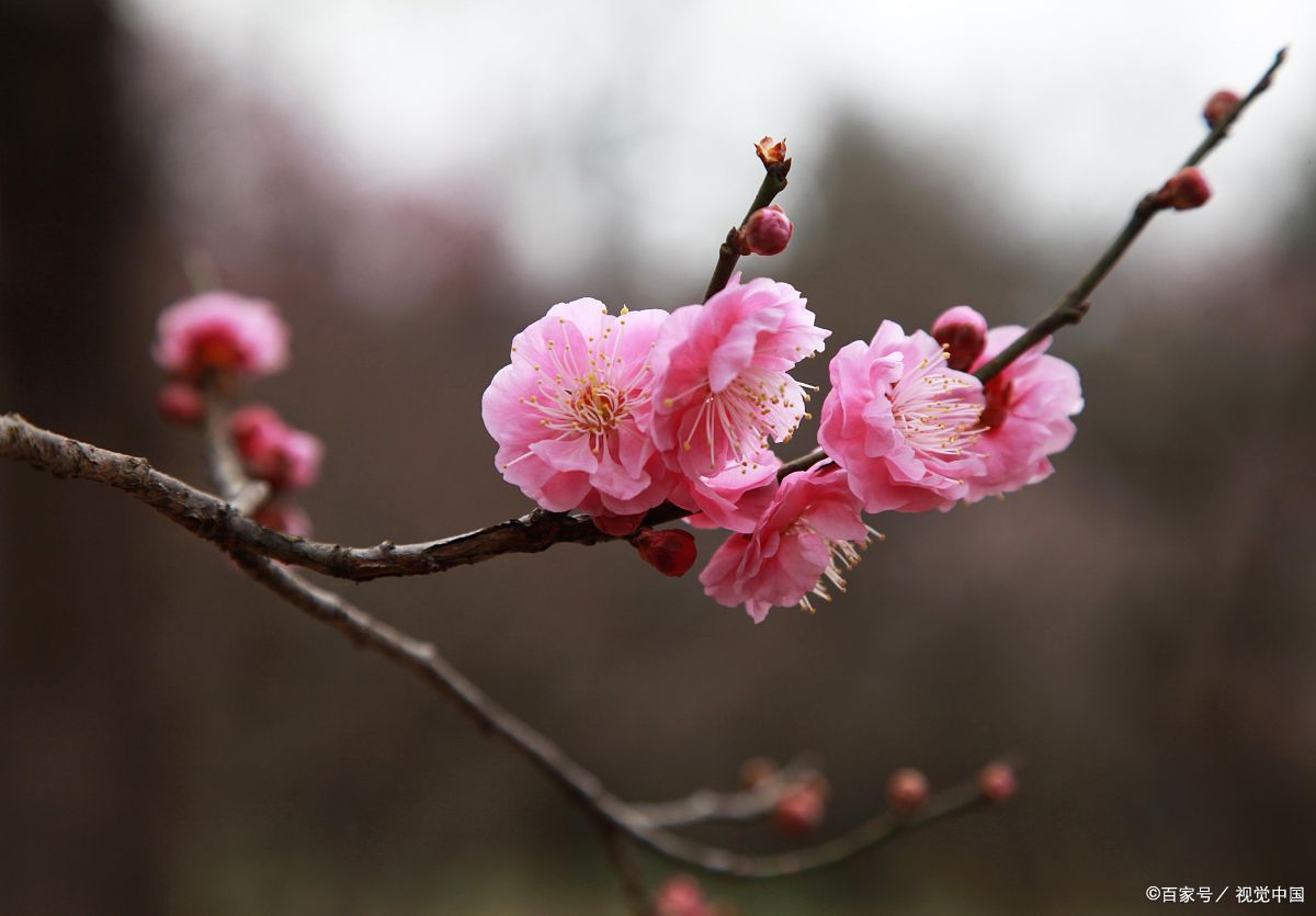 暗香疏影——30首經典詩詞帶您踏雪尋梅,品味文化之美