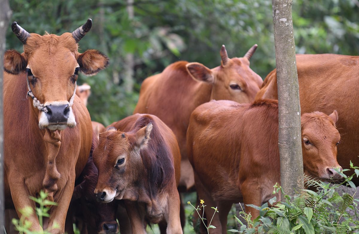 在大山深处,我与黄牛群来了一次有趣的邂逅