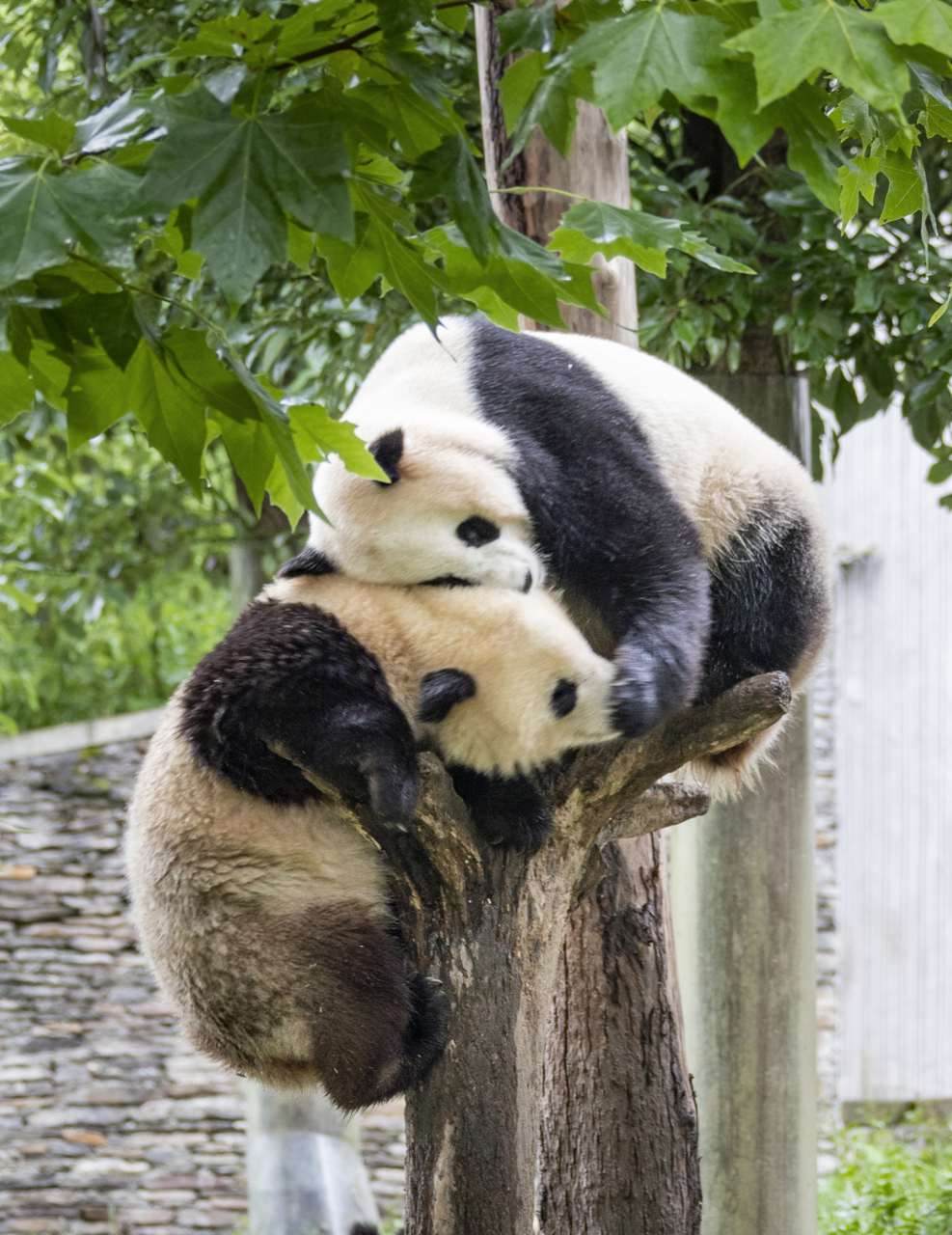 大熊猫身体胖软,头圆脸短,头部和身体毛色黑白相间,四肢和肩膀是黑色