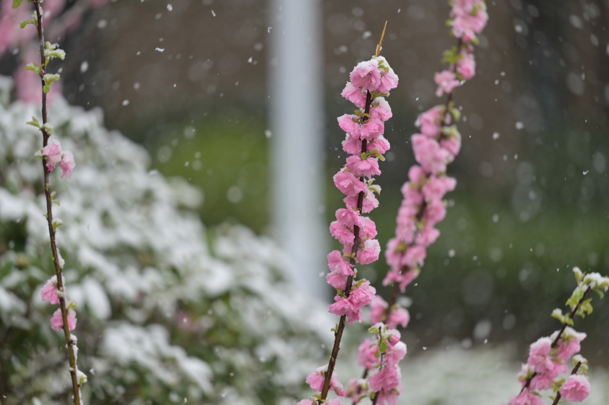 桃花嫵媚凋落紅,滿地憂傷迷茫中三月桃花雪中影,片片魅力片片殤