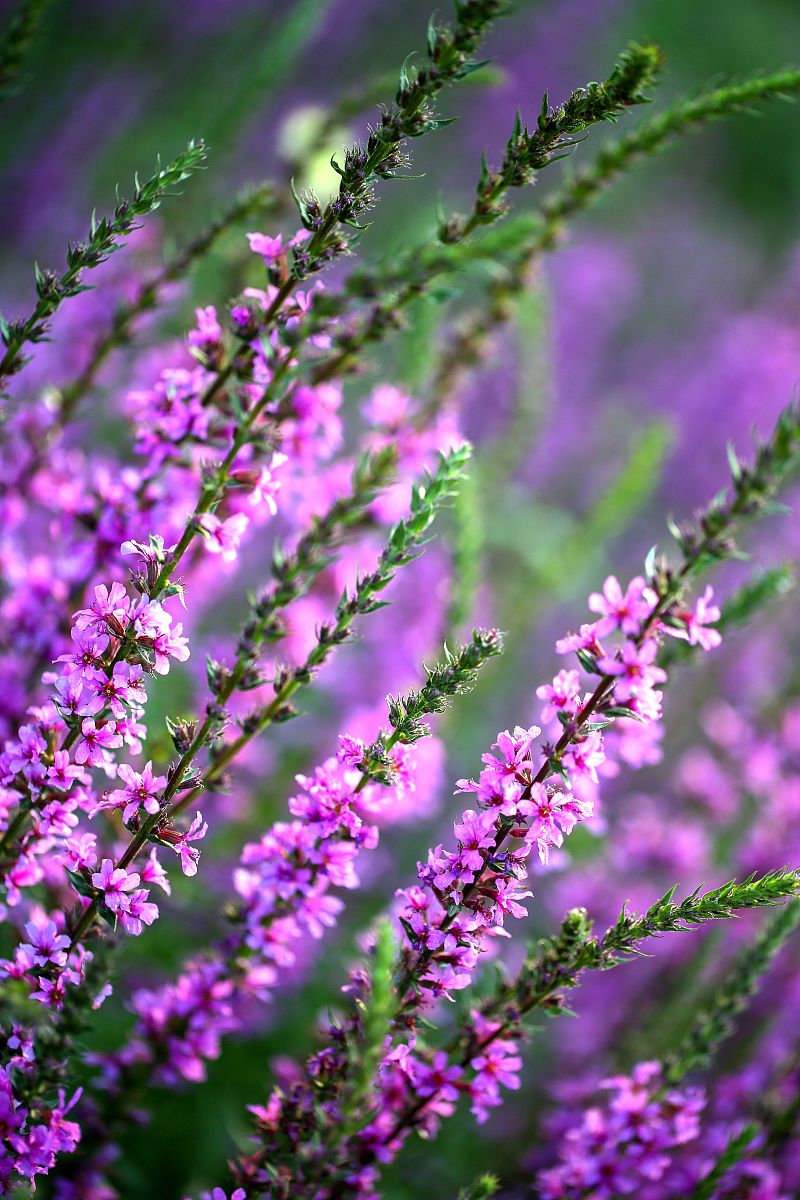 千屈菜又称水枝柳的花语和不同文化的寓意