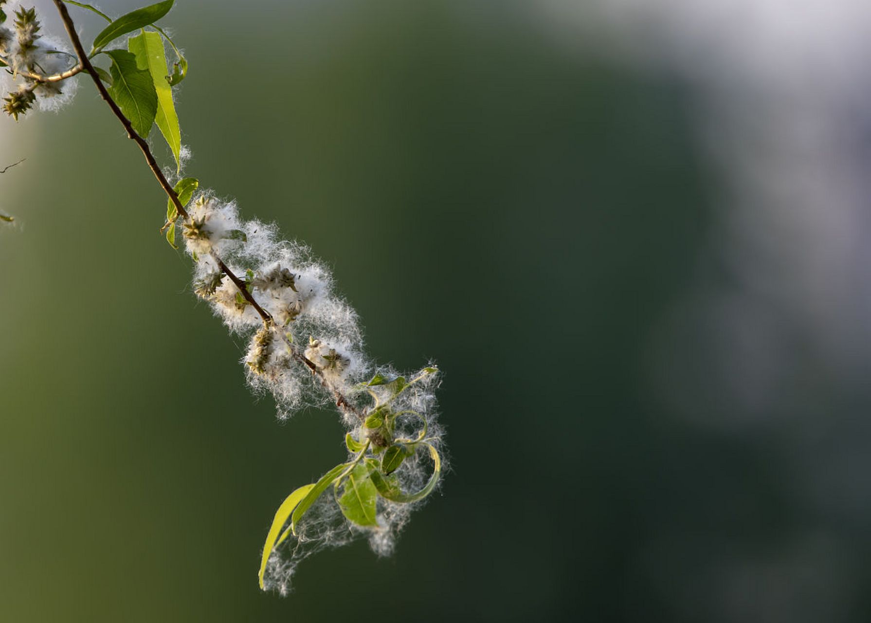 《杨花》唐-吴融 不斗秾华不占红, 自飞晴野雪濛濛.