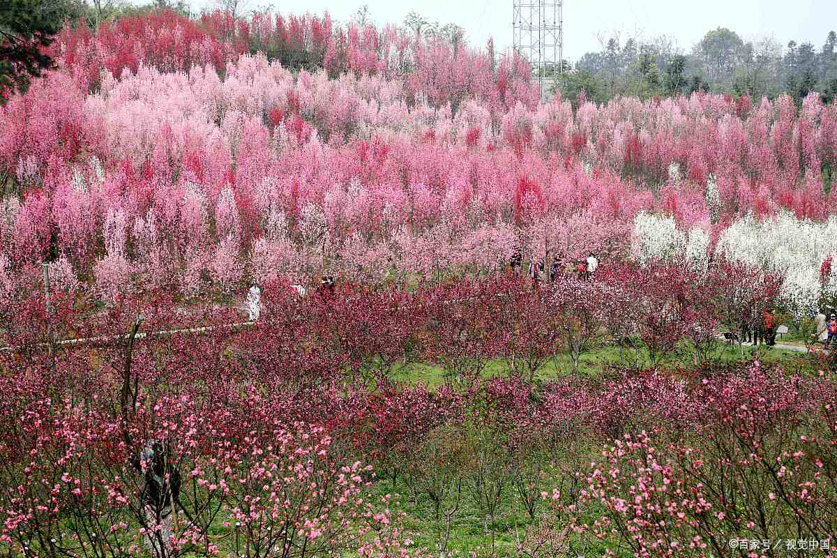 永芳桃花谷图片