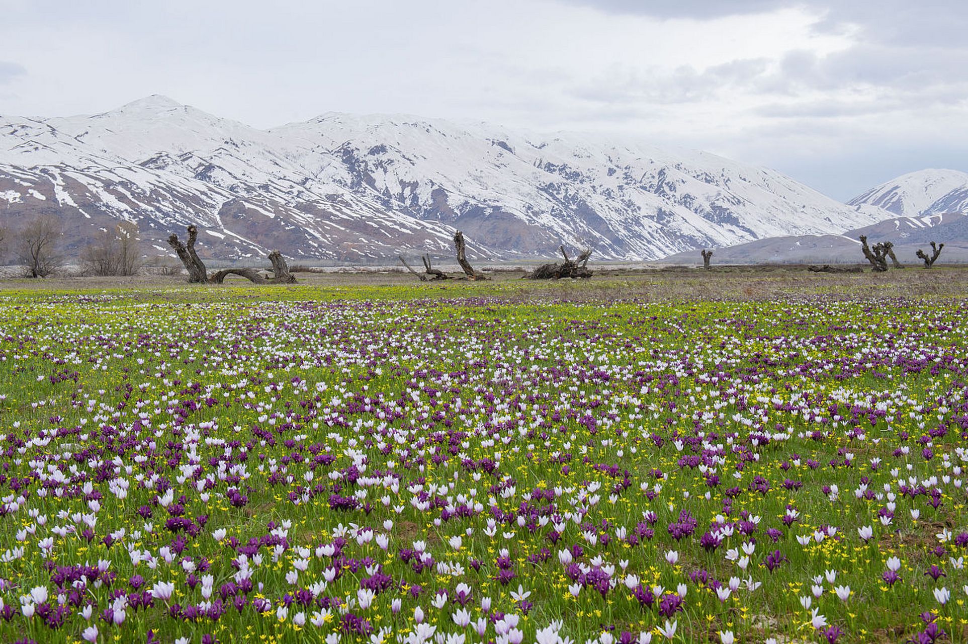 奇遇那拉提#新疆那拉提雪莲谷是一个美丽的旅游胜地,拥有迷人的景致