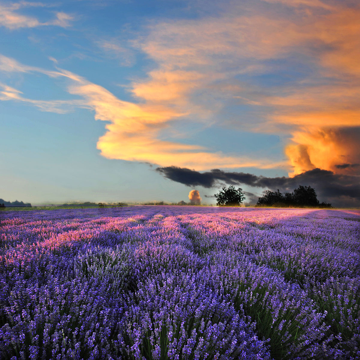 薰衣草:等待爱情,浪漫,信仰,美满,治愈