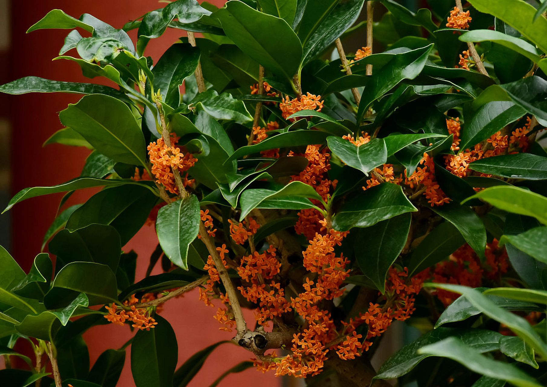 摘要: 天香台阁桂花是一种芳香植物,需要透气性好,排水良好的酸性土壤